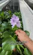 Live Water Hyacinth for Ponds and Aquariums - 4
