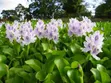 Live Water Hyacinth for Ponds and Aquariums - 5