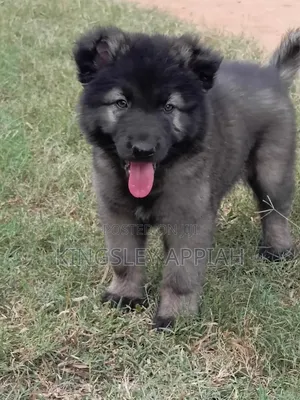 Purebred Caucasian Shepherd Puppy - 1-3 Months Male