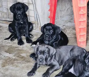 1-3 Month Male Purebred Cane Corso Puppies