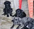 1-3 Month Male Purebred Cane Corso Puppies - 1