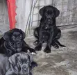 1-3 Month Male Purebred Cane Corso Puppies - 2