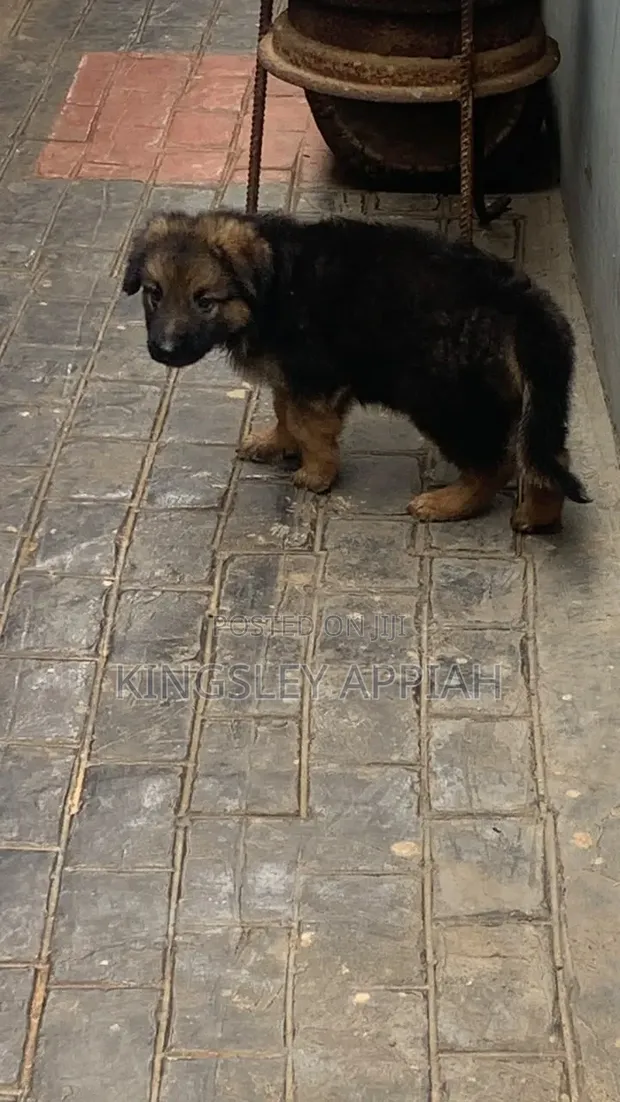 1-3 Month Old Male Purebred German Shepherd Puppy - 1