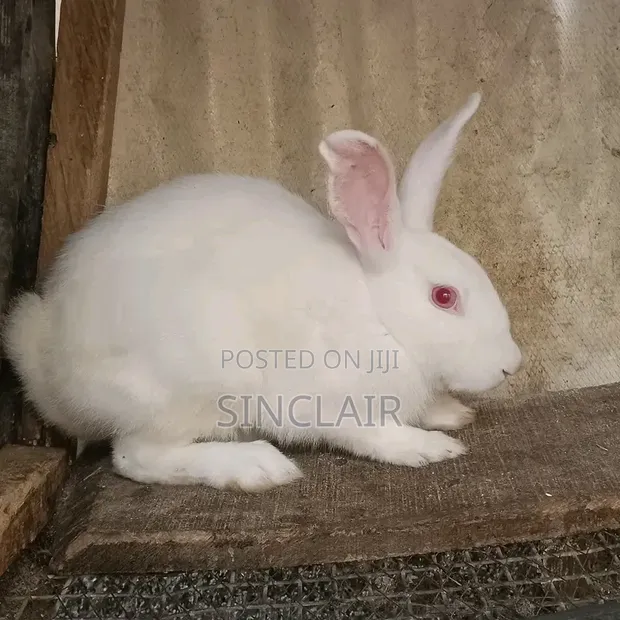 Pregnant New Zealand Rabbit - 1