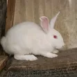 Pregnant New Zealand Rabbit - 1