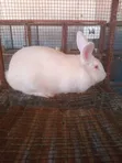 Pregnant New Zealand Rabbit - 2