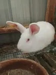Pregnant New Zealand Rabbit - 3