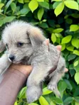 Female Mixed Breed Poodle Puppy - 1