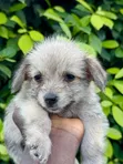 Female Mixed Breed Poodle Puppy - 2