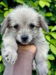 Female Mixed Breed Poodle Puppy - 3
