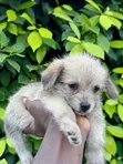 Female Mixed Breed Poodle Puppy - 4