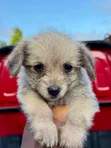 Female Mixed Breed Poodle Puppy - 5