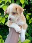 Male Mixed Breed Poodle Puppy - 1