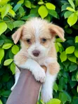 Male Mixed Breed Poodle Puppy - 2
