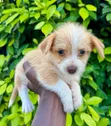 Male Mixed Breed Poodle Puppy - 3