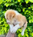 Male Mixed Breed Poodle Puppy - 4