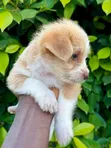 Male Mixed Breed Poodle Puppy - 5