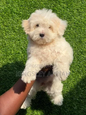 Purebred Poodle Puppy - 1-3 Months Old