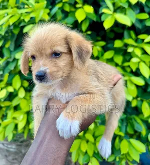 Female Mixed Breed Poodle Puppy
