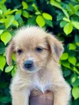Female Mixed Breed Poodle Puppy - 2
