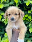 Female Mixed Breed Poodle Puppy - 3