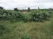 Plot of Land for Sale at Trede Mpatasie - 4