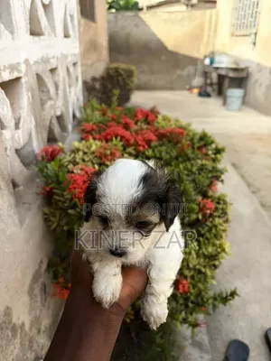Purebred Male Poodle Puppy (0-1 Month)