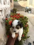 Purebred Male Poodle Puppy (0-1 Month) - 1