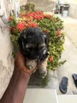 Purebred Male Poodle Puppy (0-1 Month) - 2