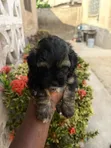 Purebred Male Poodle Puppy (0-1 Month) - 3