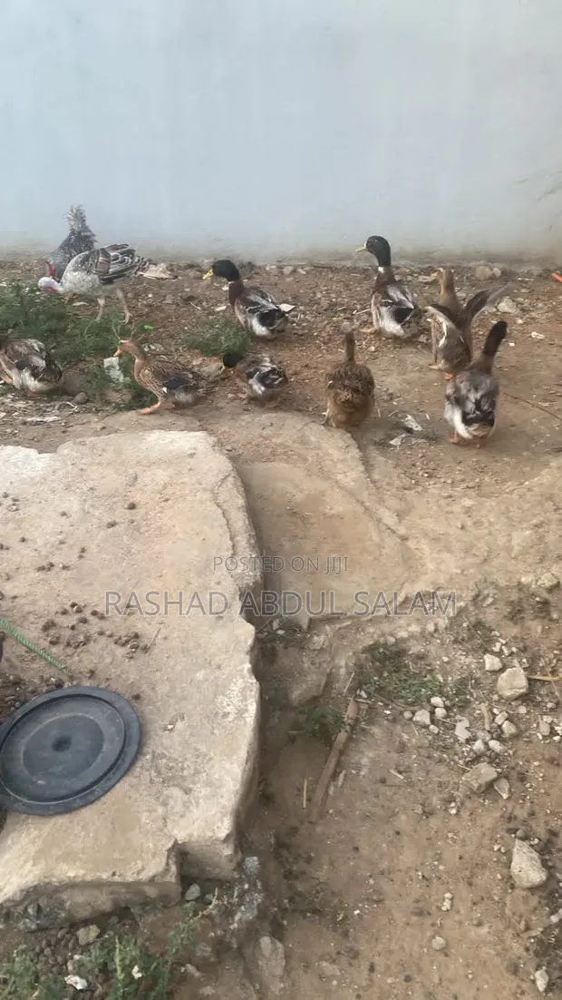 Foreign Ducks for Sale - 1