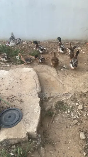 Foreign Ducks for Sale