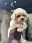 Purebred Poodle Puppy - 1-3 Months Old - 1