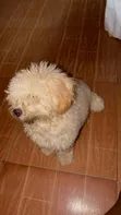 Purebred Poodle Puppy - 1-3 Months Old - 2