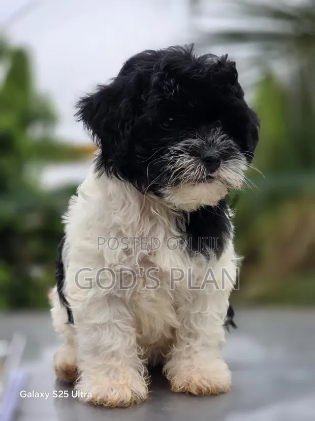 Purebred Female Poodle Puppy (1-3 Months) - 1