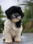 Purebred Female Poodle Puppy (1-3 Months) - 2