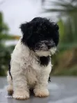 Purebred Female Poodle Puppy (1-3 Months) - 3