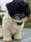 Purebred Female Poodle Puppy (1-3 Months) - 4