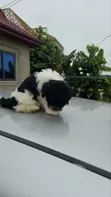 Purebred Female Poodle Puppy (1-3 Months) - 5