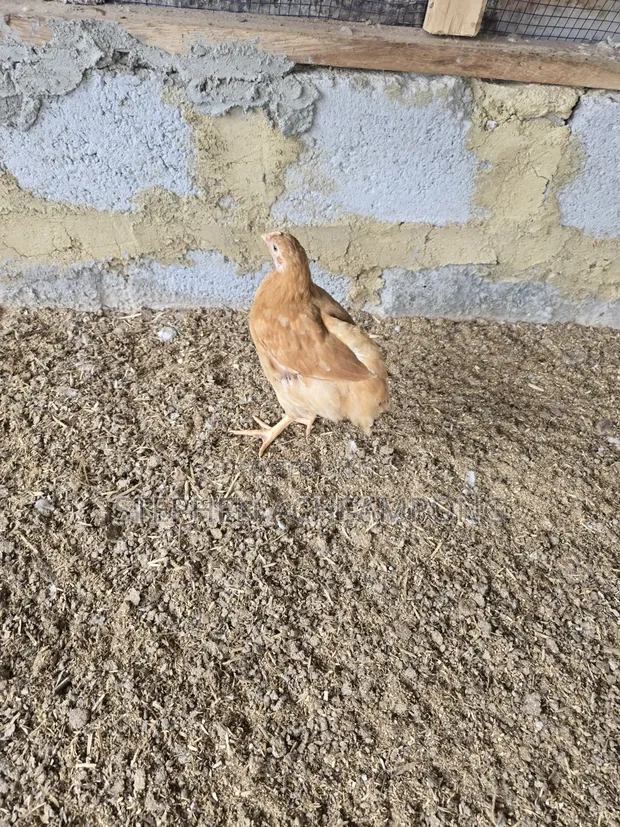 Sasso Birds - 6 Weeks Old - 1