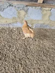 Sasso Birds - 6 Weeks Old - 1