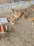 Sasso Birds - 6 Weeks Old - 2