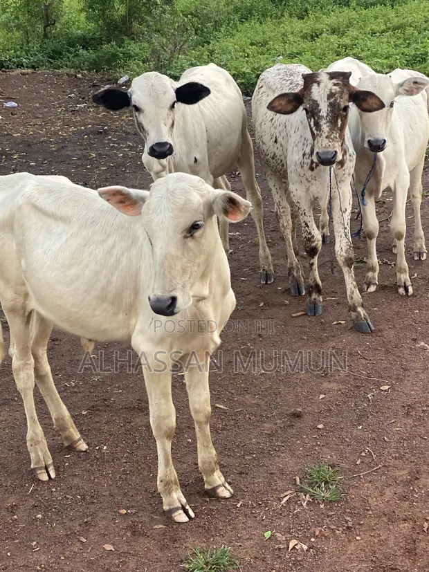 Young Healthy Cows for Sale - 1