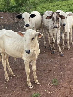 Young Healthy Cows for Sale