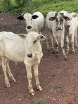 Young Healthy Cows for Sale - 1