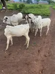 Young Healthy Cows for Sale - 2