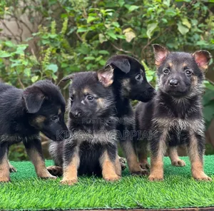 1-3 Month Male Purebred German Shepherd Puppy