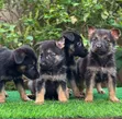 1-3 Month Male Purebred German Shepherd Puppy - 1