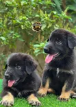 1-3 Month Male Purebred German Shepherd Puppy - 2