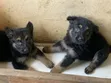 1-3 Month Male Purebred German Shepherd Puppy - 3
